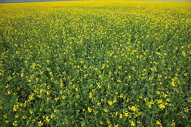 《星露谷物语》在线人数再创纪录 超23万玩家同时种地