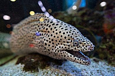 格斗游戏《Diesel Legacy》Ruby角色预告 年内发售